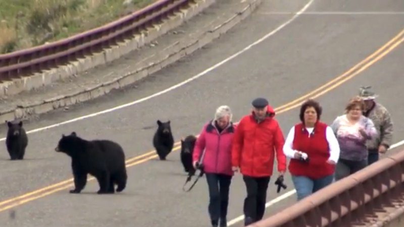 美黑熊妈发飙 黄石公园带小熊猛追游客