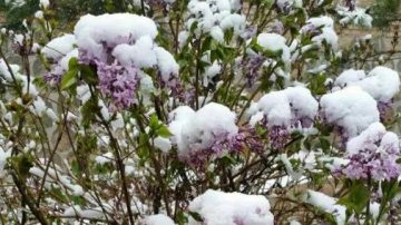 五台山5月飞雪 游客一天体验四季