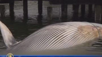 鯨魚死屍浮現大溫港口