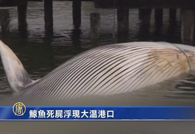 鯨魚死屍浮現大溫港口