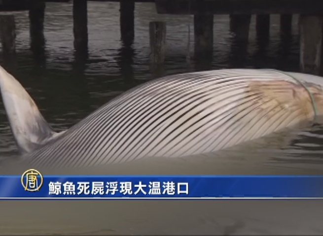 鯨魚死屍浮現大溫港口