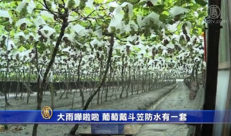 大雨嘩啦啦 葡萄戴斗笠防水有一套