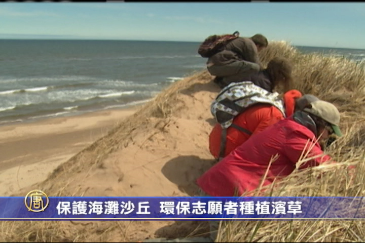 保護海灘沙丘 環保志願者種植濱草