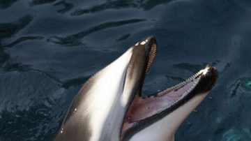 再见Hana！温哥华水族馆巨星陨落