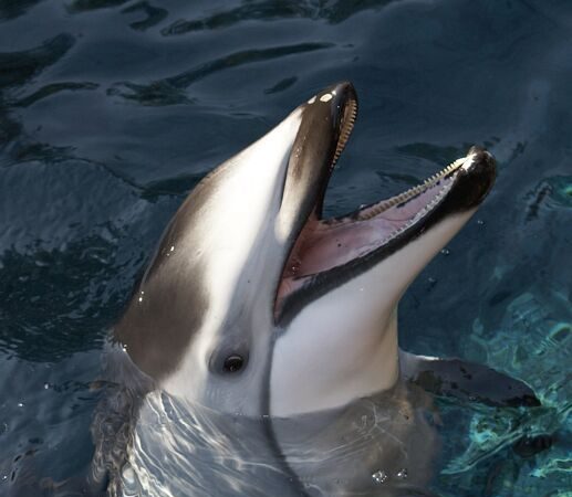 再见Hana！温哥华水族馆巨星陨落