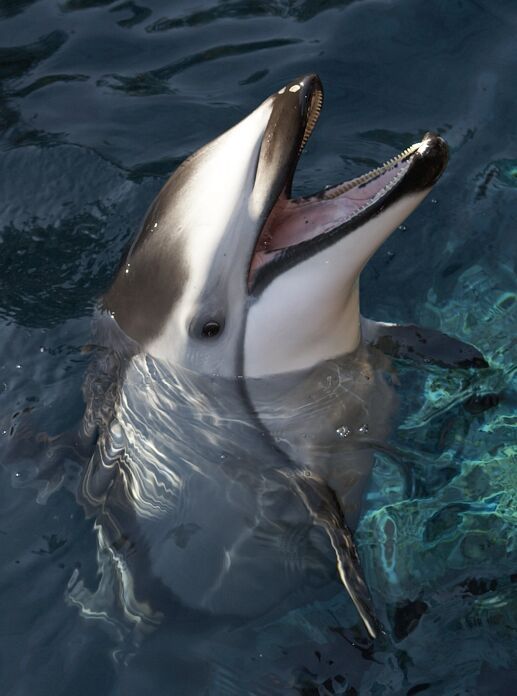 再見Hana！溫哥華水族館巨星隕落