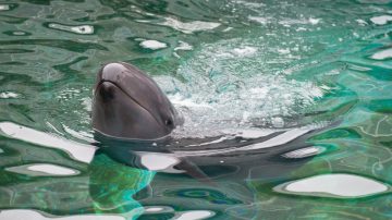 获救伪虎鲸将定居温哥华水族馆