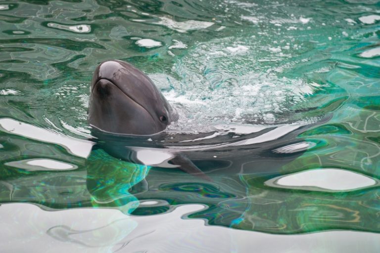 獲救偽虎鯨將定居溫哥華水族館