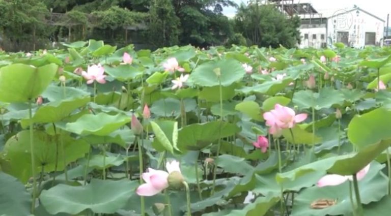 旱象解除 臺南白河蓮花農憂喜參半