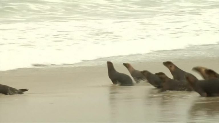 受傷康復 小海獅重回大海