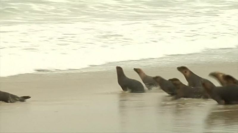 受伤康复 小海狮重回大海