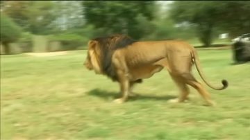 遊覽南非獅子園 紐約遊客被獅子咬死