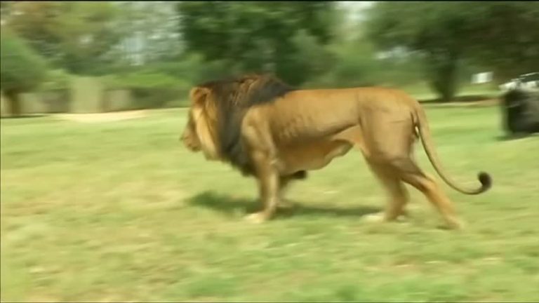 遊覽南非獅子園 紐約遊客被獅子咬死