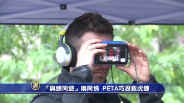 “与鲸同游”唤同情 PETA巧思救虎鲸