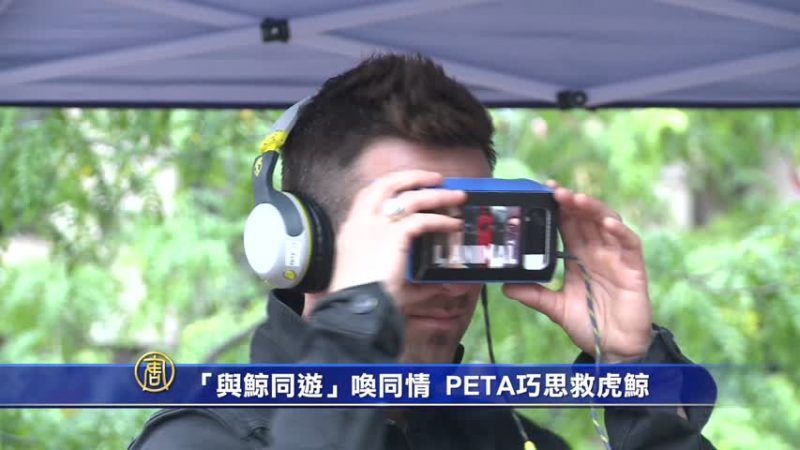 「與鯨同遊」喚同情 PETA巧思救虎鯨