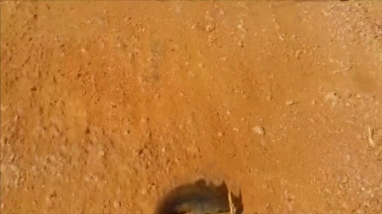 神秘殺手魚攀鱸入侵澳洲  威脅生態