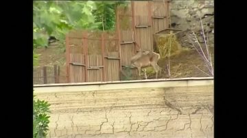 格魯吉亞大洪水 9人喪生 猛獸滿街跑