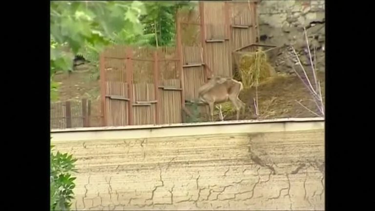 格魯吉亞大洪水 9人喪生 猛獸滿街跑