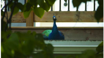 多倫多逃離動物園孔雀已經返回