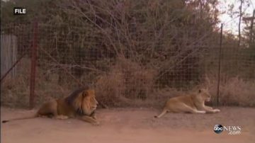 美女遊客開窗遊獅園 遭母獅攻擊致死