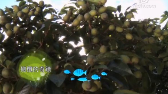 美麗心台灣：橄欖的奇蹟