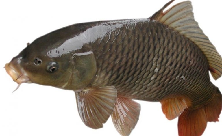 亞洲鯉魚泛濫成災 美國人為何不吃
