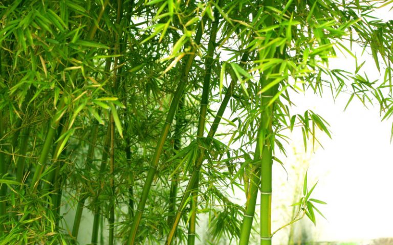胰島素瘤七天痊癒 肝癌一月餘康復