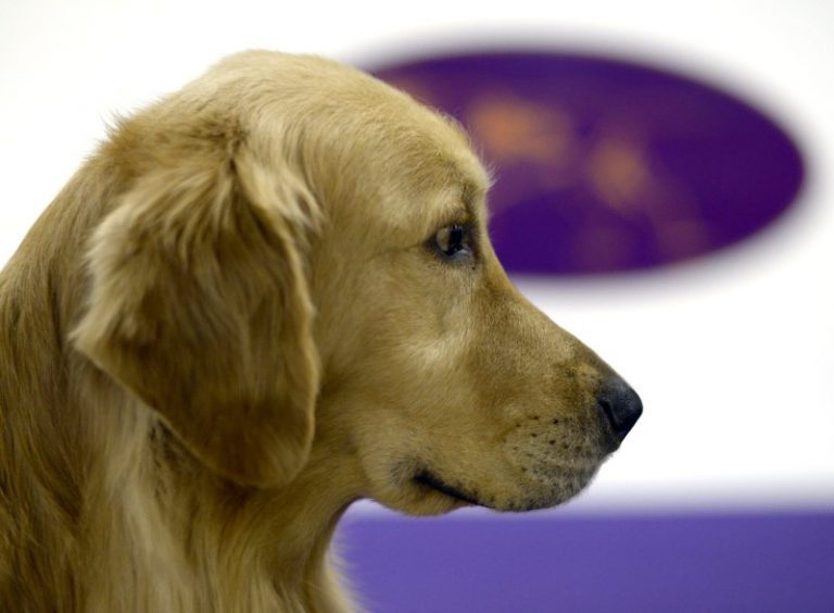 在美野營遇駝鹿 金毛獵犬護主受傷