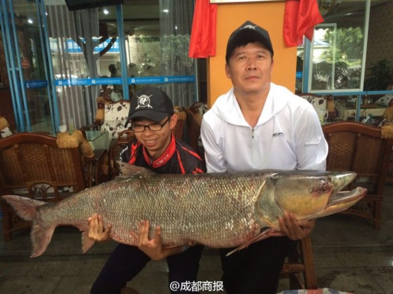 四川父子釣起98.4斤重鱤魚 身長1.63米