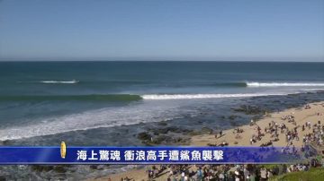 海上驚魂 衝浪高手遭鯊魚襲擊