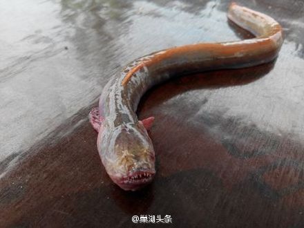巢湖怪魚泛濫 渾身泛紅 長狼牙