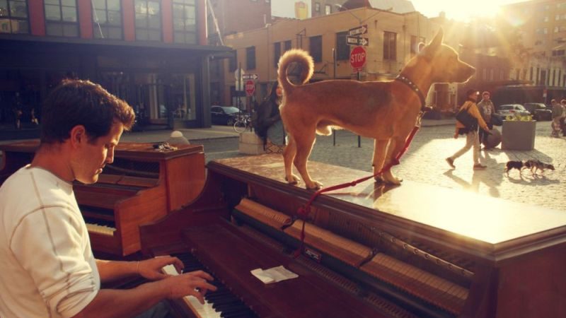 美国男的疯狂 带着钢琴和爱犬环球旅游