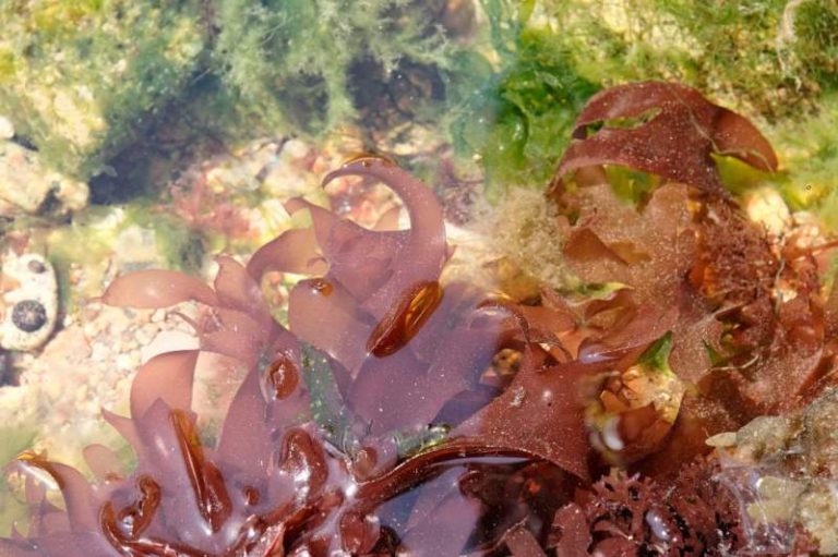 海菜長出培根味 營養味美又無脂