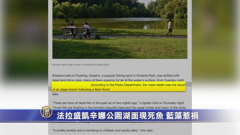 法拉盛凱辛娜公園湖面現死魚 藍藻惹禍