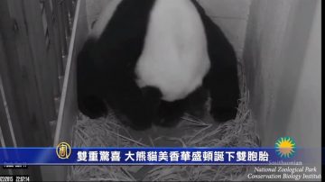 双重惊喜 大熊猫美香华盛顿诞下双胞胎