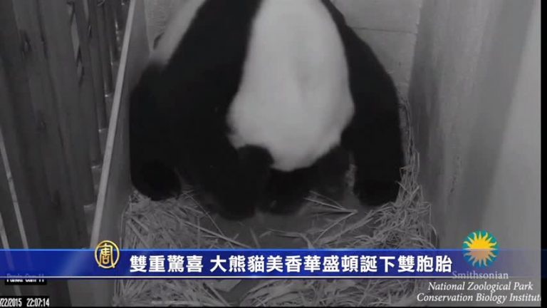 雙重驚喜 大熊貓美香華盛頓誕下雙胞胎