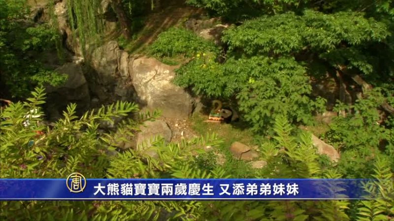 大熊猫宝宝两岁庆生 又添弟弟妹妹