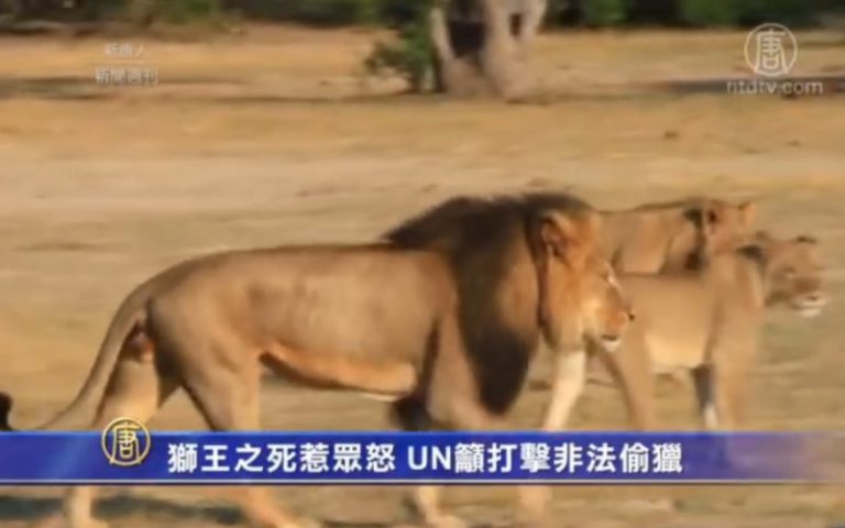 獅王之死惹眾怒 UN籲打擊非法偷獵