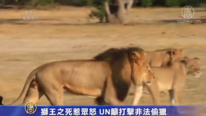 狮王之死惹众怒 UN吁打击非法偷猎