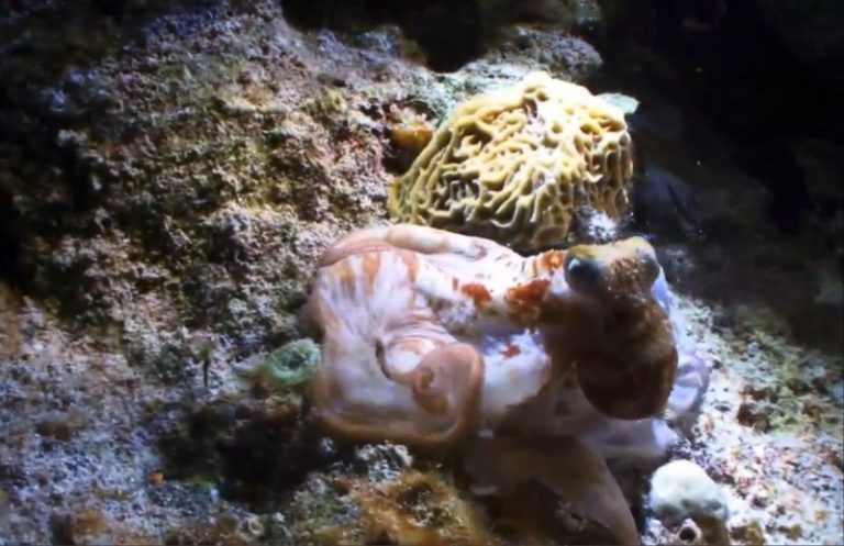 科學家分析DNA: 章魚是外星生物