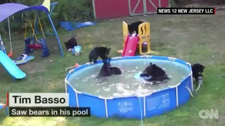 天太熱 熊媽帶5小熊闖民宅戲水 玩瘋了
