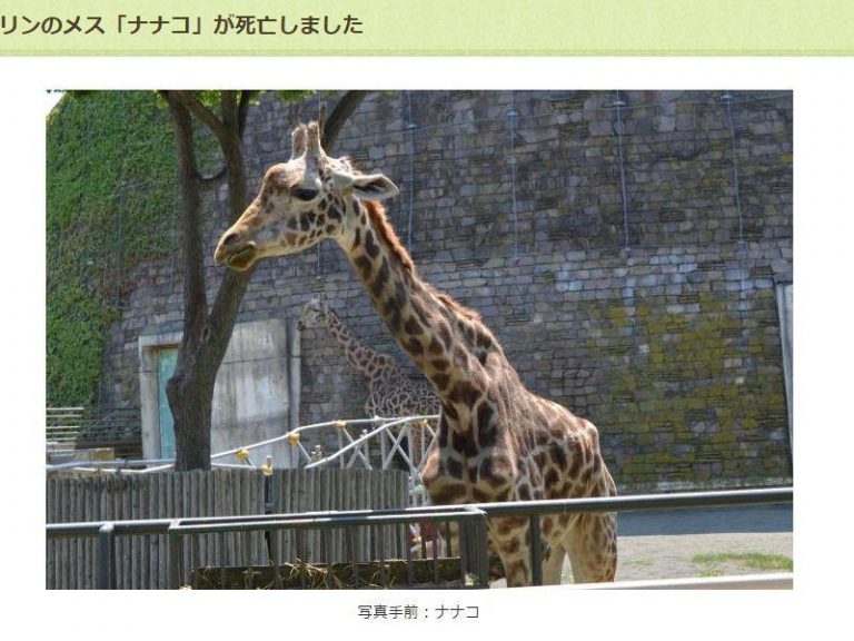 日札幌動物園繼「飛馬」死後「奈奈子」也身亡