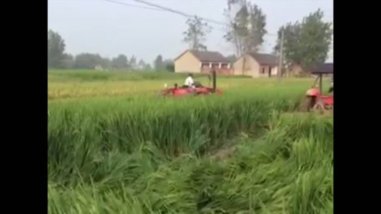 安徽壽縣蓋電廠 出動百人強毀千畝稻田
