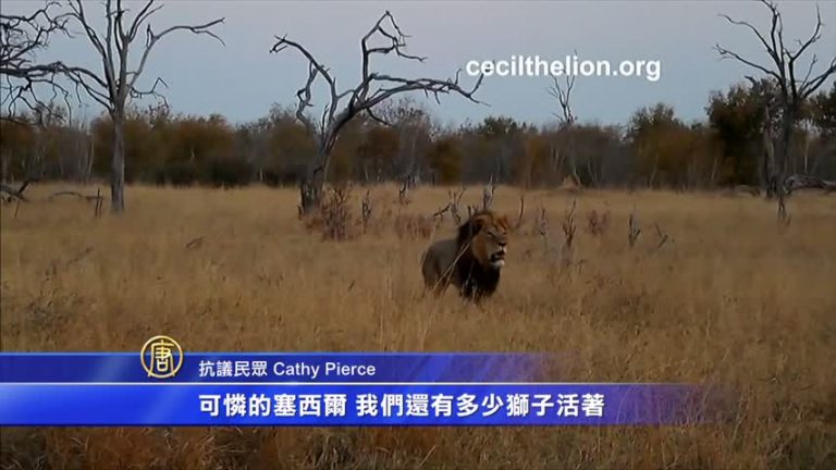 獵殺獅王牙醫  重返工作遭抗議