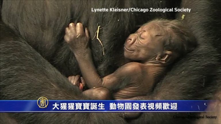 大猩猩寶寶誕生 動物園發表視頻歡迎