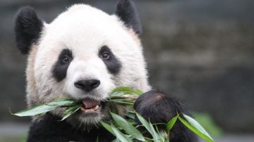 有喜了！多倫多動物園大熊貓懷了雙胞胎