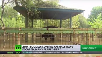 俄遠東豪雨 園長落跑 動物泡水溺斃