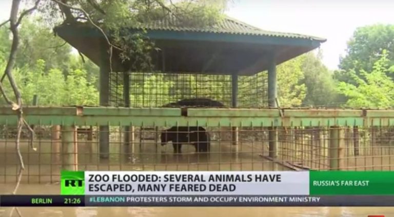 俄遠東豪雨 園長落跑 動物泡水溺斃