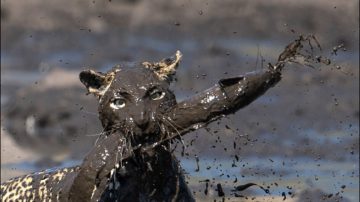 餓到不行 獵豹泥潭抓魚充飢