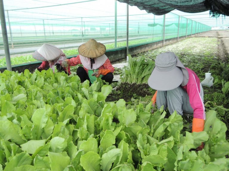 趕在杜鵑颱風來襲前 中南部搶收菜